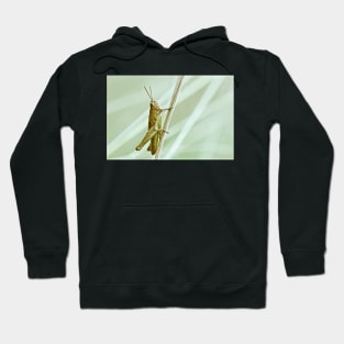 GRASSHOPPER Hoodie